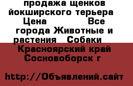 продажа щенков йокширского терьера › Цена ­ 25 000 - Все города Животные и растения » Собаки   . Красноярский край,Сосновоборск г.